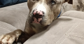 Dog for reHome