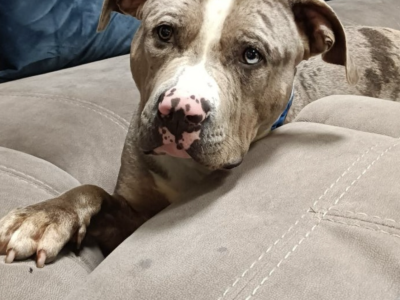 Dog for reHome