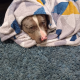 Dog for reHome