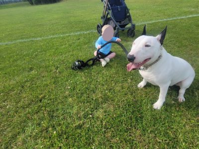 Bull Terrier in Artane – Loyal Guardian Dog