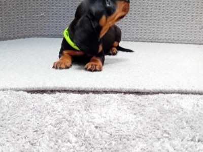 Miniature Dachshund Puppies in Dublin – IKC Registered