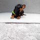 Miniature dachshund puppies