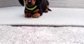 Miniature dachshund puppies