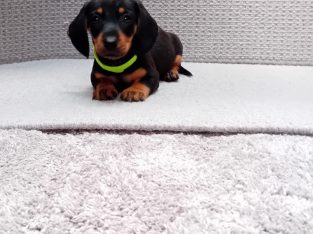 Miniature dachshund puppies