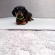 Miniature dachshund puppies