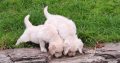 golden Retriever pups FIDO registered