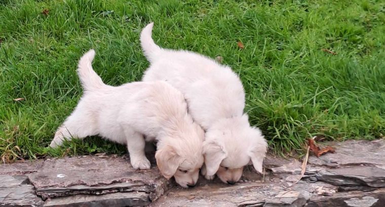 golden Retriever pups FIDO registered