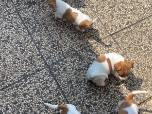 Miniature Jack Russel Puppies