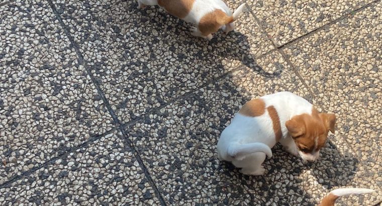 Miniature Jack Russel Puppies