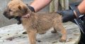 Irish Soft Coated Wheaten Terrier puppies