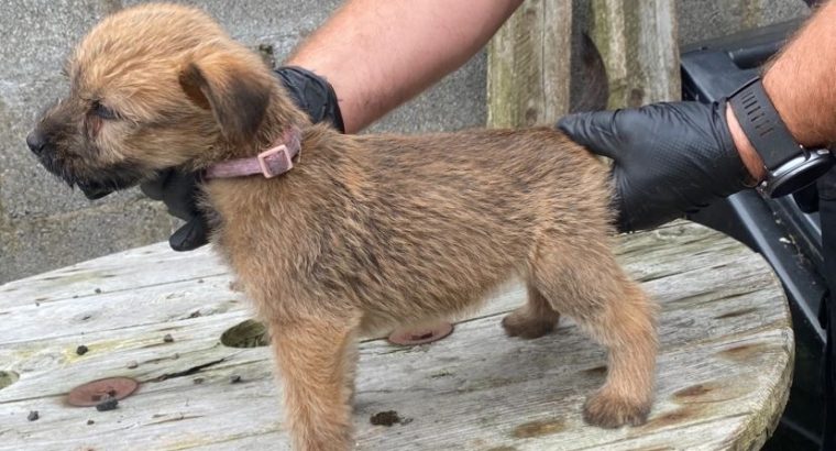 Irish Soft Coated Wheaten Terrier puppies