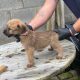 Irish Soft Coated Wheaten Terrier puppies