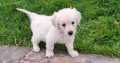 golden Retriever pups FIDO registered