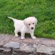 golden Retriever pups FIDO registered