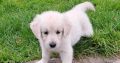 golden Retriever pups FIDO registered