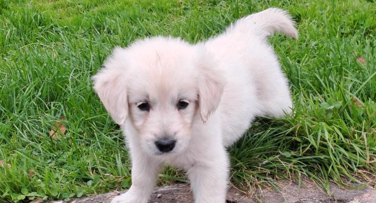 golden Retriever pups FIDO registered