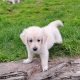 golden Retriever pups FIDO registered