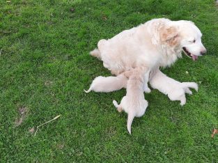 golden Retriever pups FIDO registered