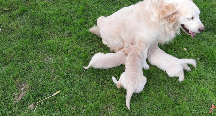 golden Retriever pups FIDO registered