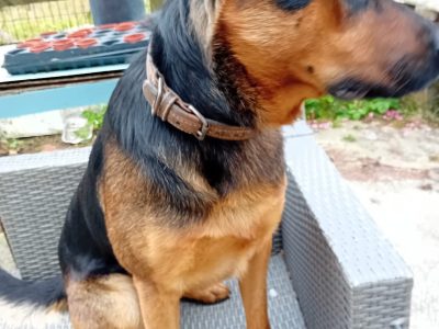 German Shepherd Rottweiler Mix in Macroom