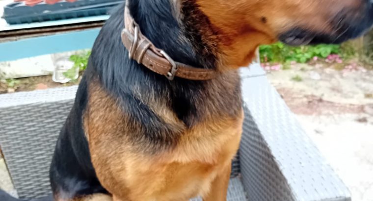 German Shepherd /Rottweiler mix