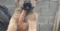 Irish Soft Coated Wheaten Terrier puppies