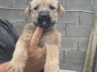 Irish Soft Coated Wheaten Terrier puppies