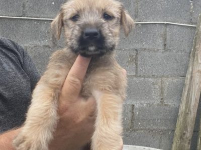 Wheaten Terrier Puppies for Sale in Dublin