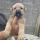 Irish Soft Coated Wheaten Terrier puppies