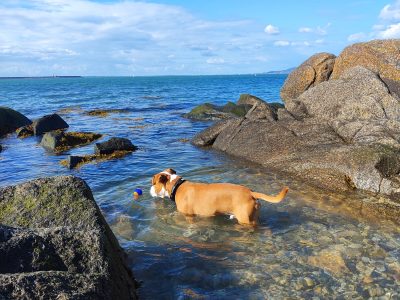 Staffordshire Bull Terrier in Dublin – IKC Registered