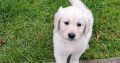 golden Retriever pups FIDO registered