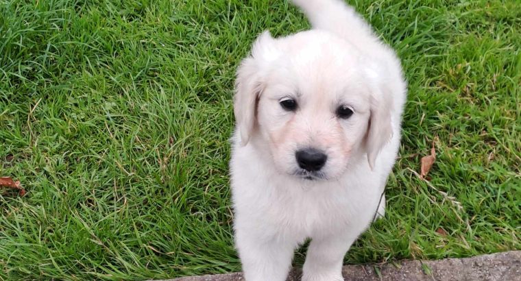 golden Retriever pups FIDO registered