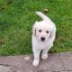 golden Retriever pups FIDO registered