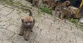 Irish Soft Coated Wheaten Terrier puppies