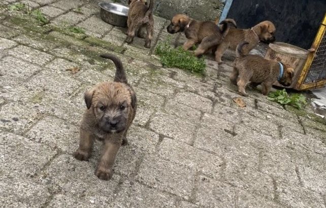 Irish Soft Coated Wheaten Terrier puppies