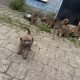 Irish Soft Coated Wheaten Terrier puppies