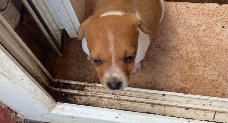 Miniature Jack Russel Puppies