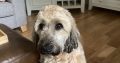 Wheaten Terrier for Rehome in Offaly