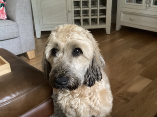 Wheaten Terrier for Rehome in Offaly