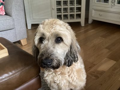 Wheaten Terrier for Rehome in Offaly