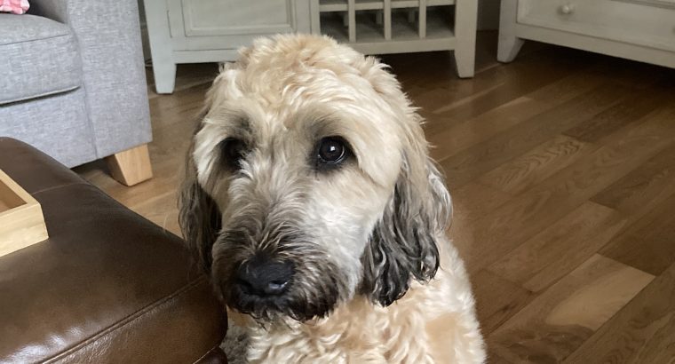Wheaten Terrier for Rehome in Offaly
