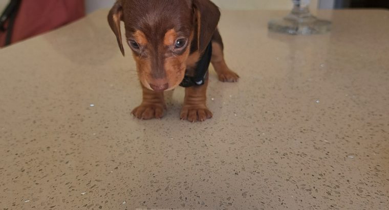 Miniature Dachshund puppies