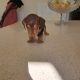 Miniature Dachshund puppies