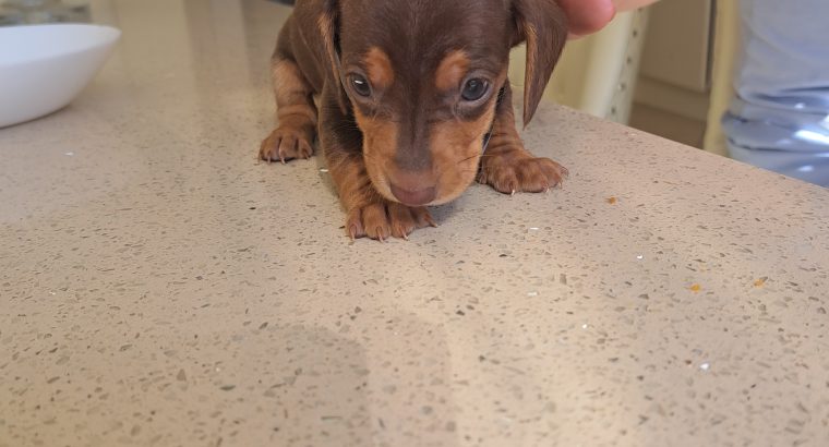 Miniature Dachshund puppies