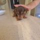 Miniature Dachshund puppies