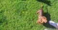 Miniature Dachshund puppies