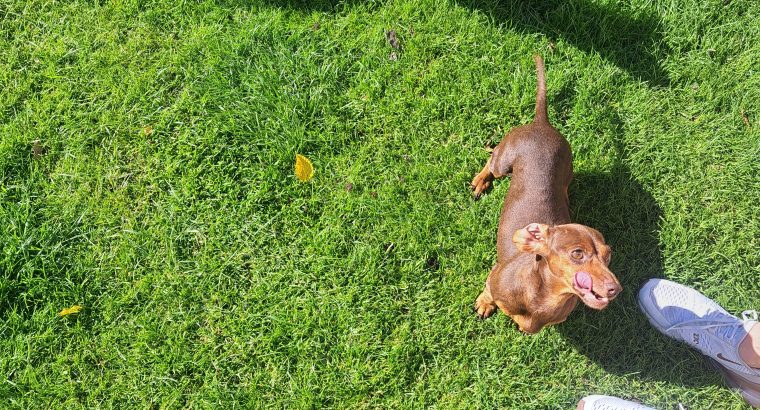 Miniature Dachshund puppies