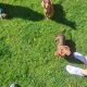 Miniature Dachshund puppies