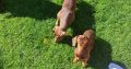 Miniature Dachshund puppies