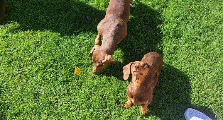 Miniature Dachshund puppies